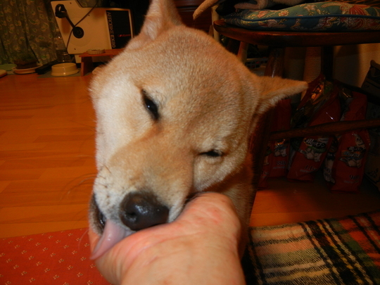 ’17,2,7(火)柴犬の遼君との思い出!_f0060461_19103752.jpg