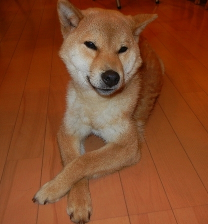 ’17,2,7(火)柴犬の遼君との思い出!_f0060461_19121318.jpg
