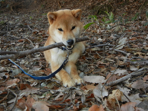 ’17,2,7(火)柴犬の遼君との思い出!_f0060461_19134431.jpg