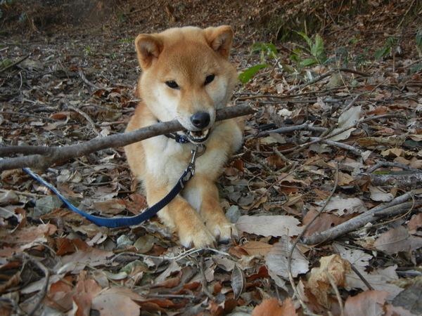 ’17，2，7（火）柴犬の遼君との思い出！_f0060461_19134431.jpg