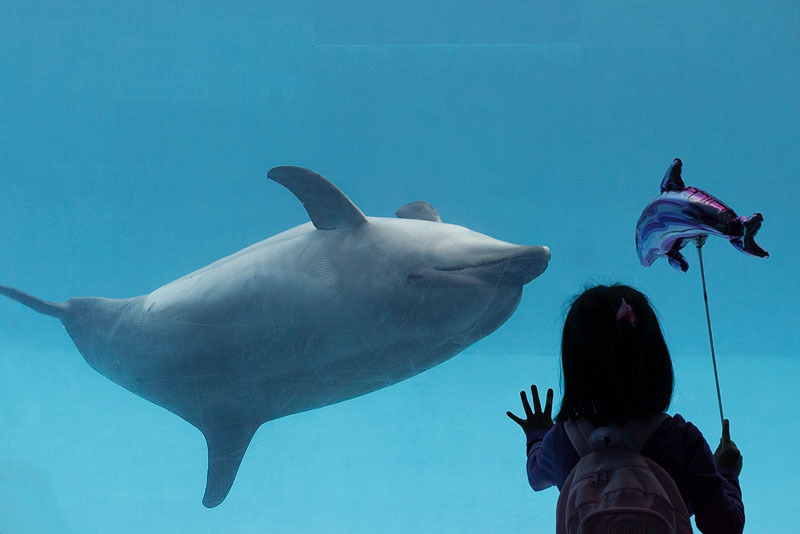 水族館 イルカ エコーロケーション もうひとつのrevoir