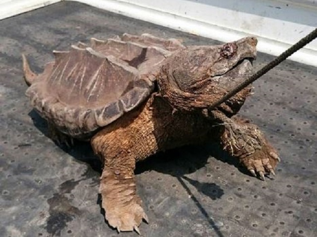 ワニガメの叫び ワニガメ生態研究所