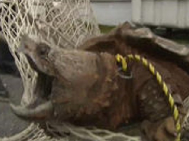 ワニガメの叫び ワニガメ生態研究所