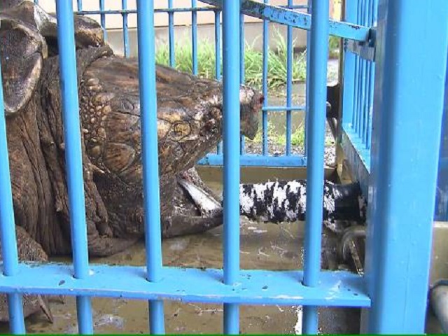 ワニガメの叫び ワニガメ生態研究所