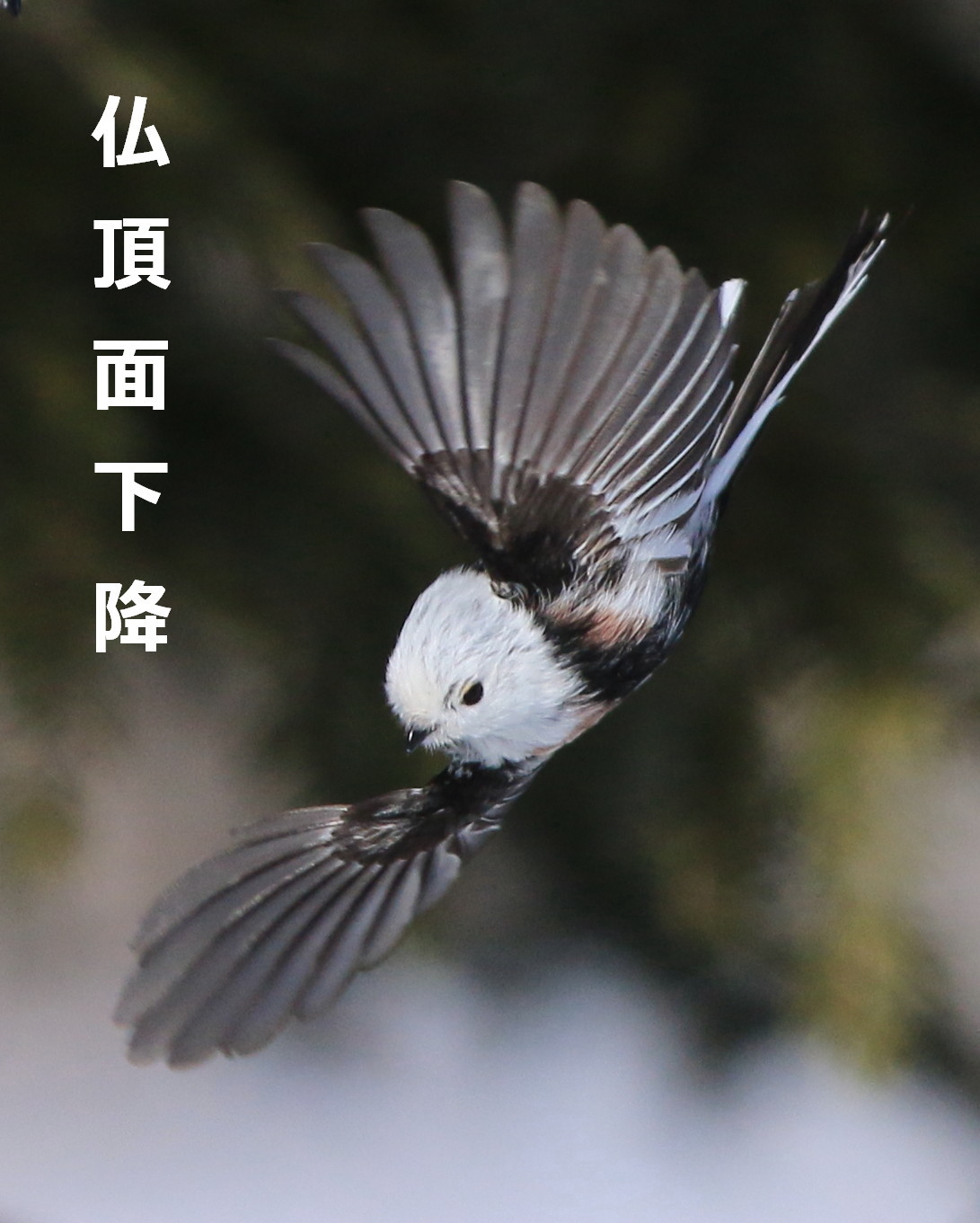 飛び シマエナガ アイヌモシリの野生たち 獣と野鳥の写真図鑑 飛び シマエナガ アイヌモシリの野生たち 獣と野鳥の写真図鑑