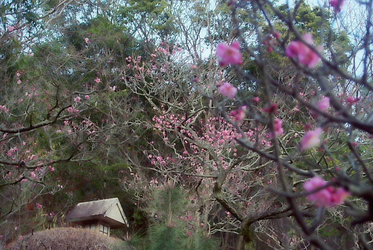 中山連山-9の7-中山寺梅園-2-　20170131_a0050572_13124223.jpg