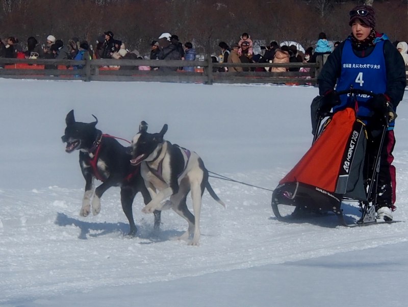 第６回恵庭犬そり大会　　０２０５_c0183777_718758.jpg