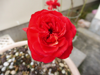 e0046477_21284450.jpg