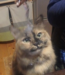 メジナの白子_d0195183_2321072.jpg