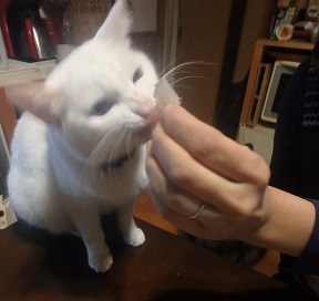 メジナの白子_d0195183_2345357.jpg