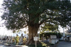  ぶらり日野(2)　高幡＆万願寺_d0183387_18544181.jpg