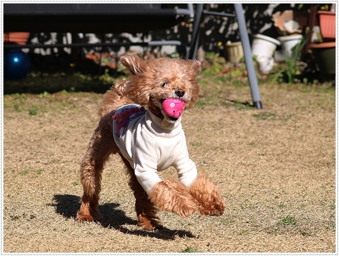 あのビビり犬だったねねちゃんが、目を見張る走りっぷり！！元気って良いよね＼（>∀<）/_b0175688_21195841.jpg