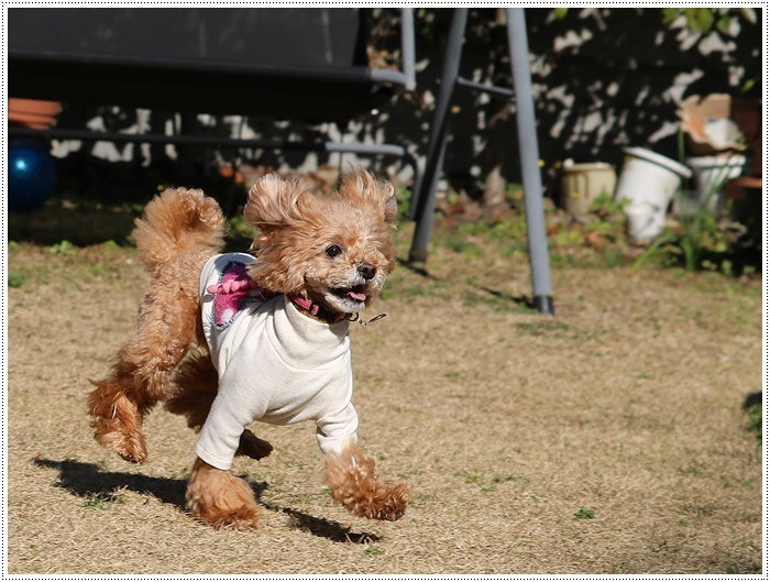 あのビビり犬だったねねちゃんが、目を見張る走りっぷり！！元気って良いよね＼（>∀<）/_b0175688_21195994.jpg