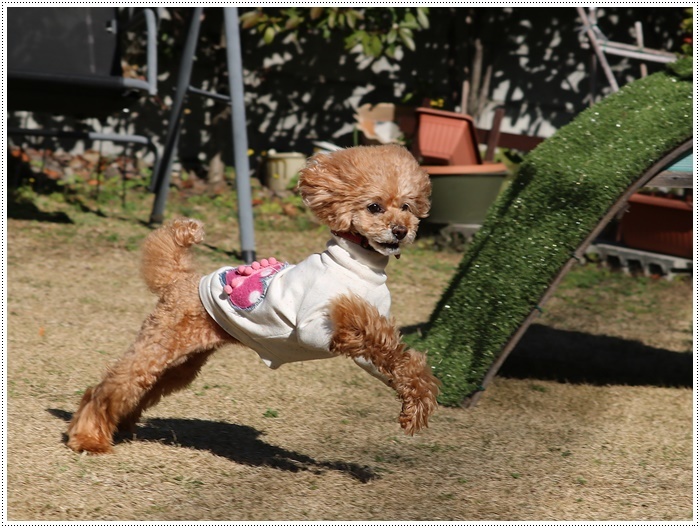 あのビビり犬だったねねちゃんが、目を見張る走りっぷり！！元気って良いよね＼（>∀<）/_b0175688_21195996.jpg