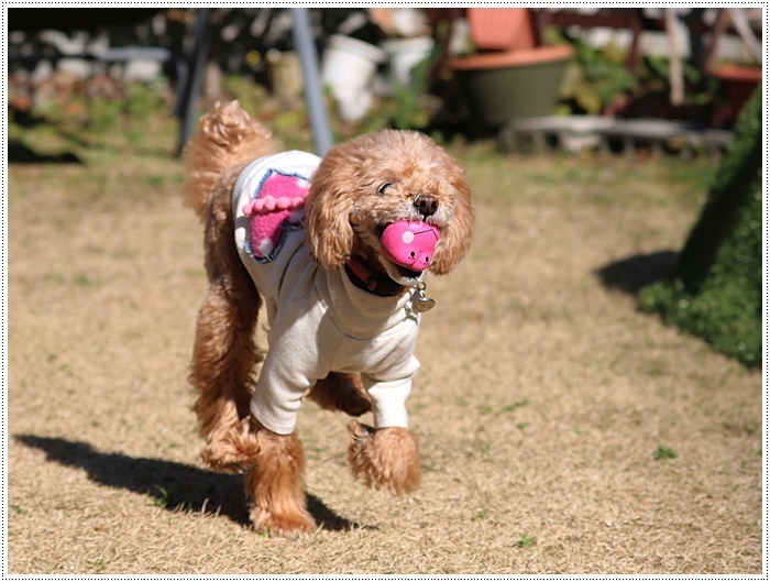 あのビビり犬だったねねちゃんが、目を見張る走りっぷり！！元気って良いよね＼（>∀<）/_b0175688_21205341.jpg