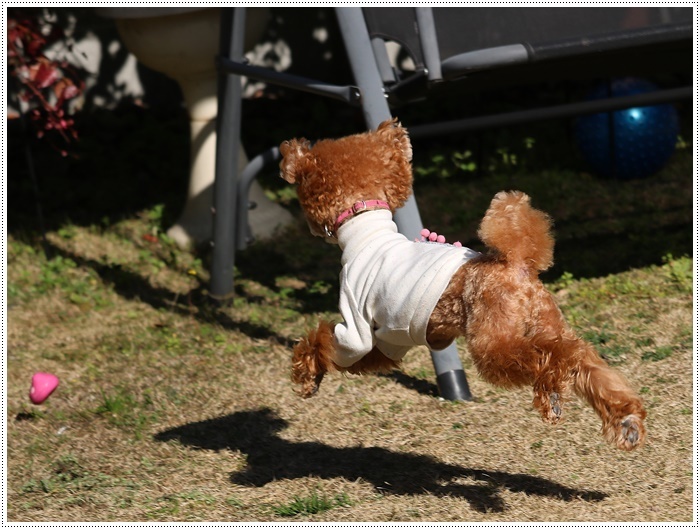 あのビビり犬だったねねちゃんが、目を見張る走りっぷり！！元気って良いよね＼（>∀<）/_b0175688_21221508.jpg