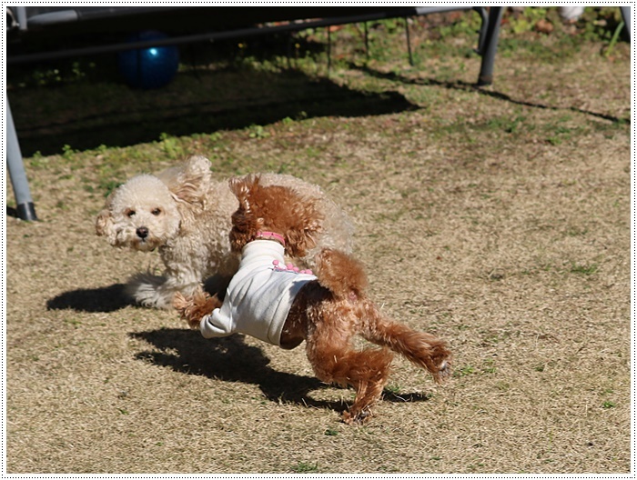 あのビビり犬だったねねちゃんが、目を見張る走りっぷり！！元気って良いよね＼（>∀<）/_b0175688_21222352.jpg