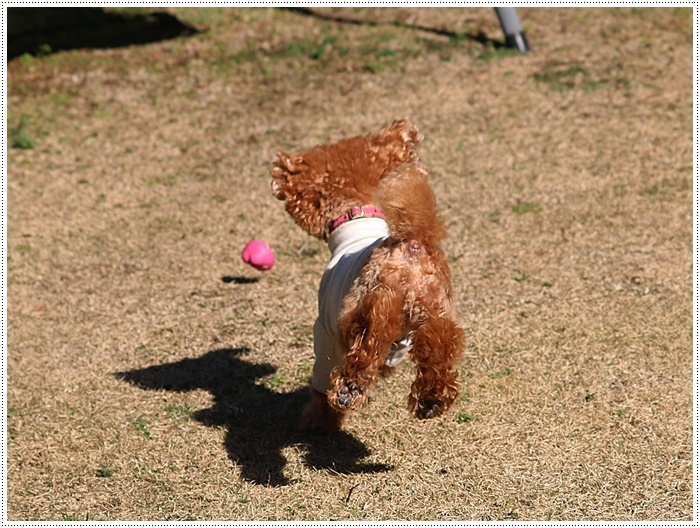 あのビビり犬だったねねちゃんが、目を見張る走りっぷり！！元気って良いよね＼（>∀<）/_b0175688_21223301.jpg