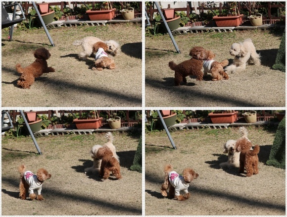 あのビビり犬だったねねちゃんが、目を見張る走りっぷり！！元気って良いよね＼（>∀<）/_b0175688_21240486.jpg