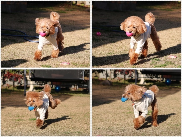 あのビビり犬だったねねちゃんが、目を見張る走りっぷり！！元気って良いよね＼（>∀<）/_b0175688_21241393.jpg