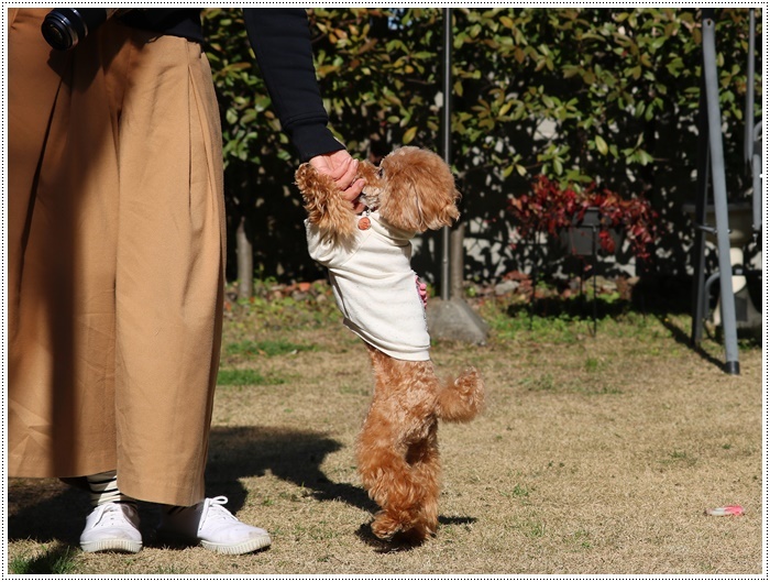 あのビビり犬だったねねちゃんが、目を見張る走りっぷり！！元気って良いよね＼（>∀<）/_b0175688_21272125.jpg