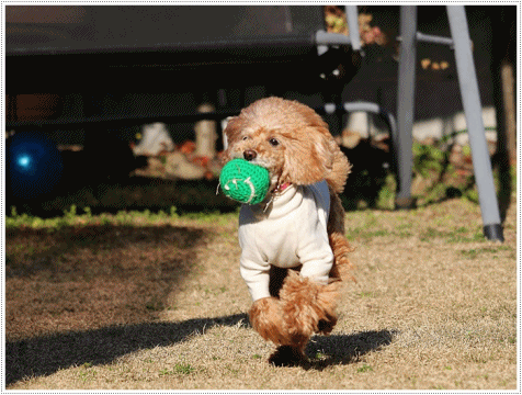 b0175688_21284416.gif