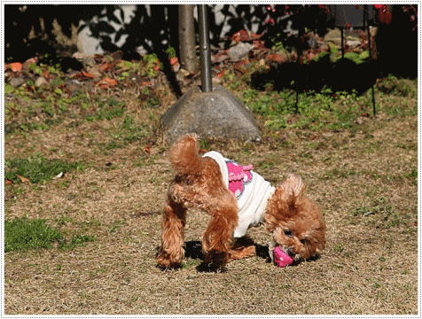 b0175688_21314671.gif