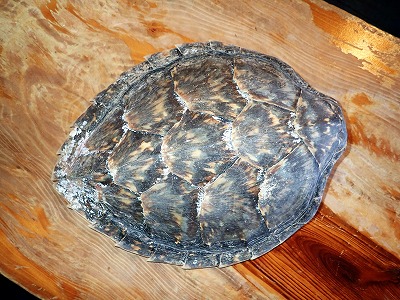 カメの貴重な死骸 カーミージーの海で遊び隊