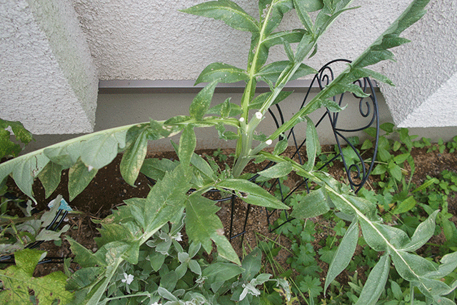 e0176691_20515269.png