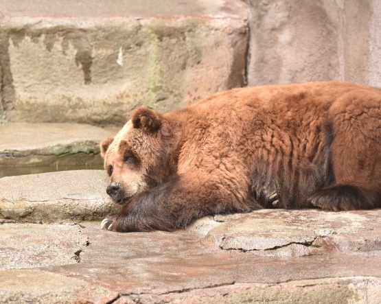 雨の動物園_d0090801_22083496.jpg