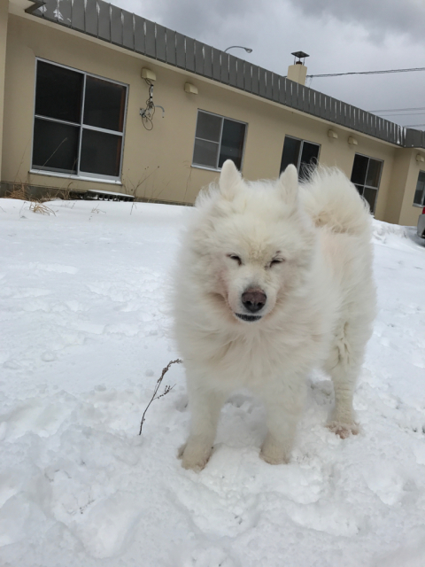 犬たち、それぞれ。_b0038402_12532221.jpg