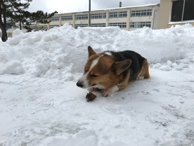 犬たち、それぞれ。_b0038402_12532367.jpg