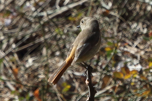 万之瀬川付近の鳥_d0230507_15541999.jpg