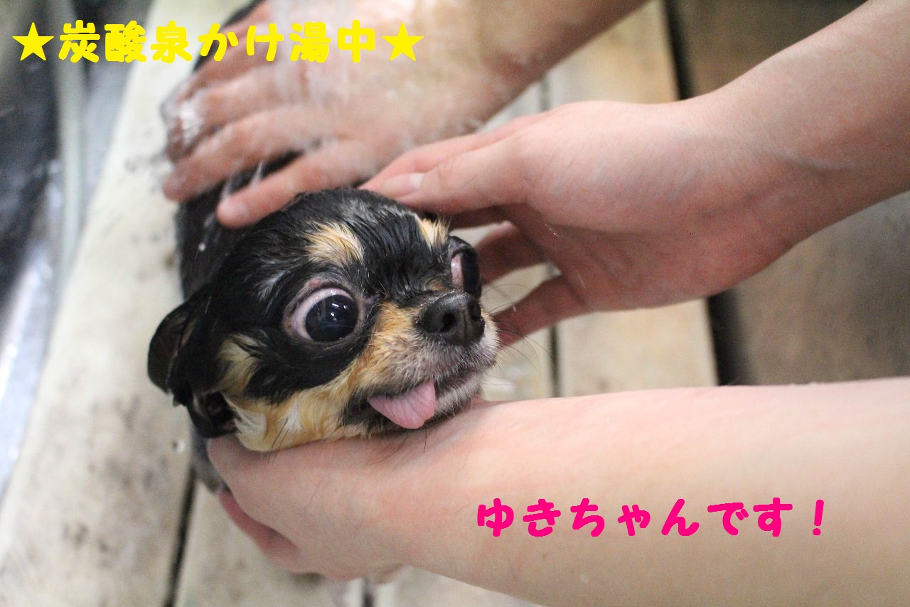 ぎょうざ～！！_b0130018_8384950.jpg