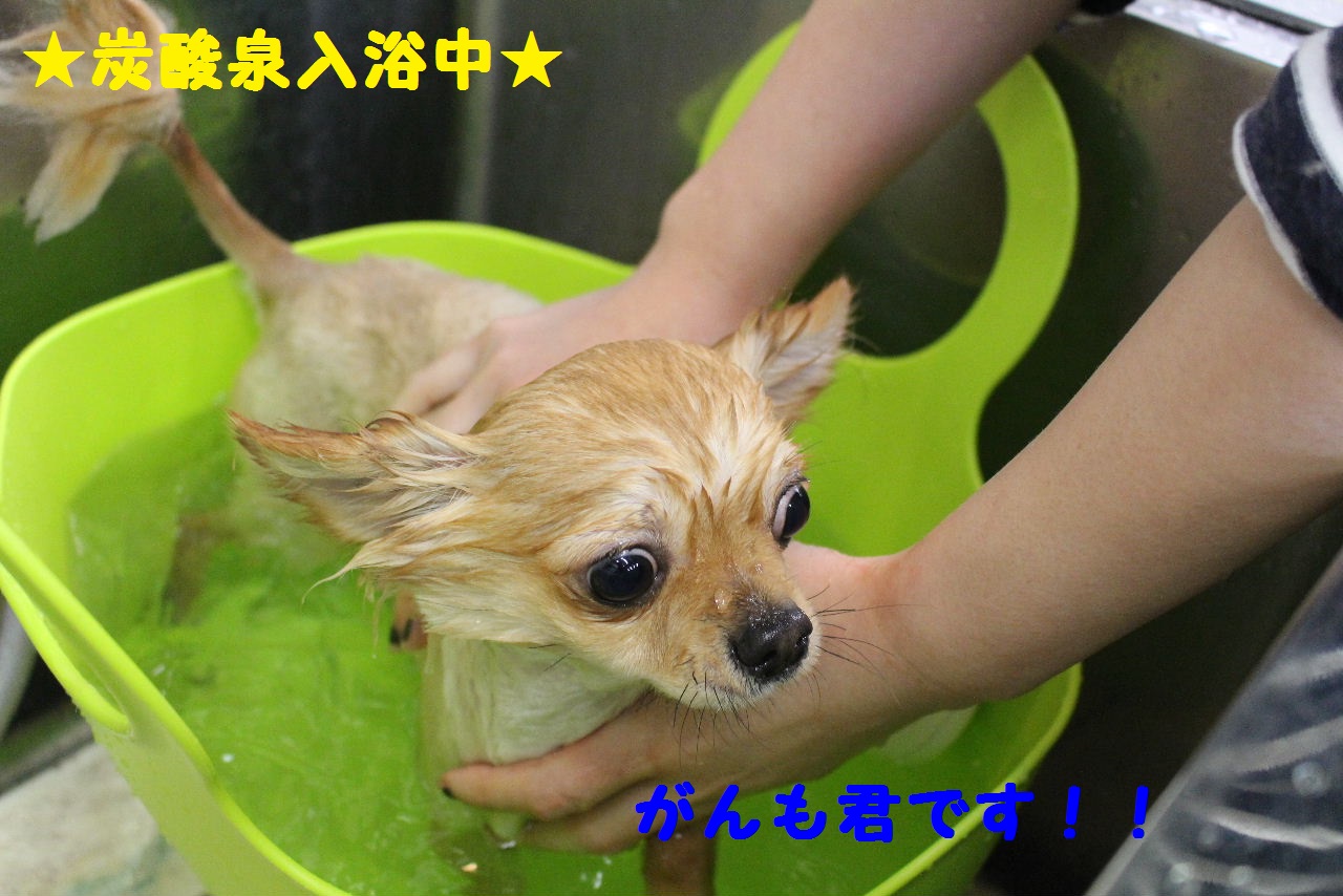 ぎょうざ～！！_b0130018_8391037.jpg