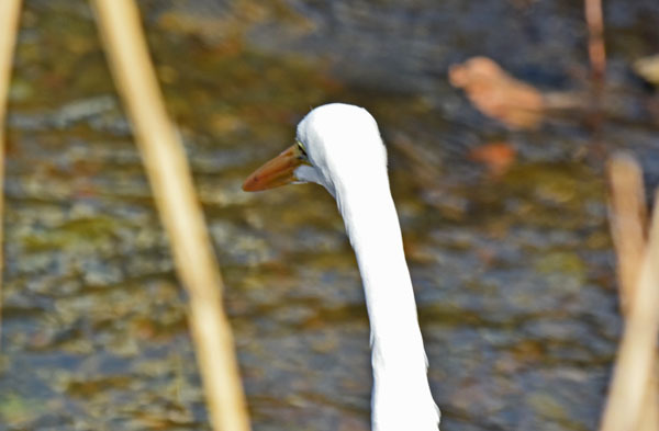 黒目川のダイサギ Great White Egret_f0206939_19263487.jpg