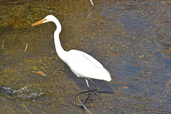 黒目川のダイサギ Great White Egret_f0206939_19270552.jpg