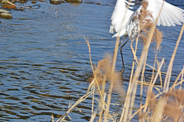 黒目川のダイサギ Great White Egret_f0206939_19280681.jpg