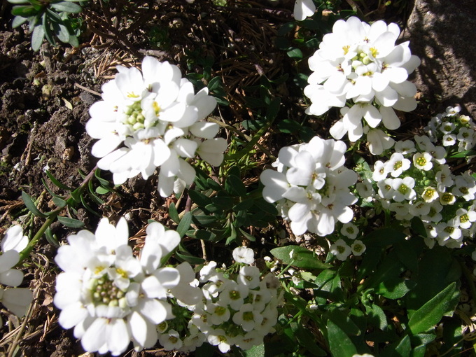 晴れた冬の日の白い花 イタリア語って面白い