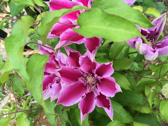クレマチス ドクターラッペルの剪定と誘引 My Small Garden Sugar Plum