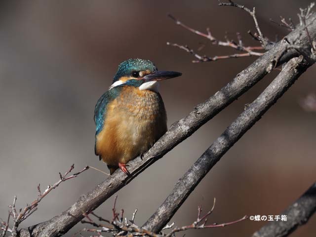 2017年2月上旬　カワセミ_b0107948_20350197.jpg