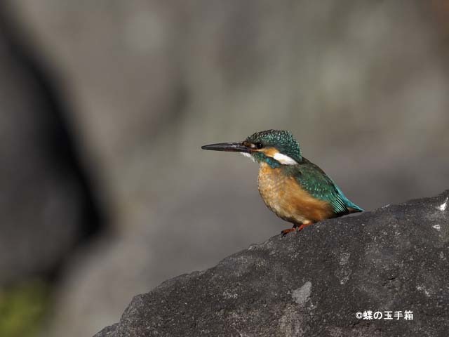 2017年2月上旬　カワセミ_b0107948_20350715.jpg