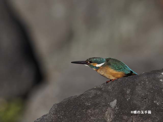 2017年2月上旬　カワセミ_b0107948_20351374.jpg