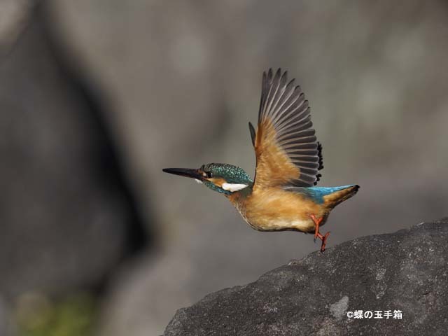 2017年2月上旬　カワセミ_b0107948_20351914.jpg