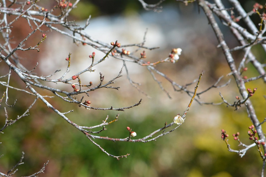 梅の花と・・・。_a0055650_12315833.jpg