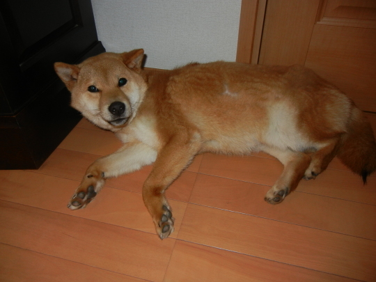 ’17,2,7(火)柴犬の遼君との思い出!_f0060461_10545360.jpg