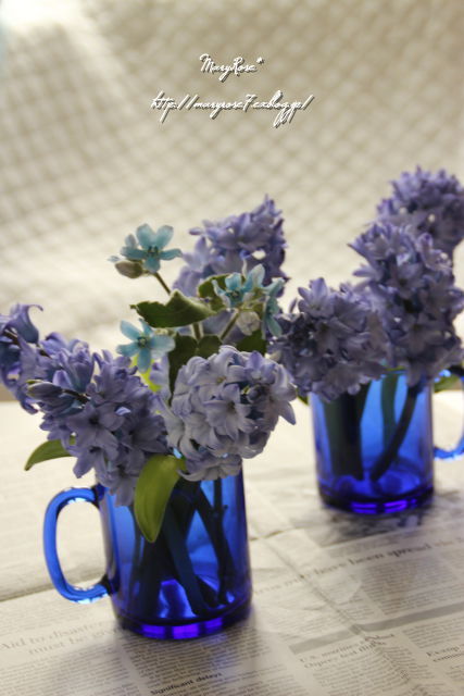青いヒヤシンス Blue Hyacinth Maryrose