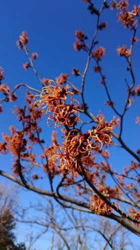 河津桜とチェリーの丘工事_d0028267_10282166.jpg