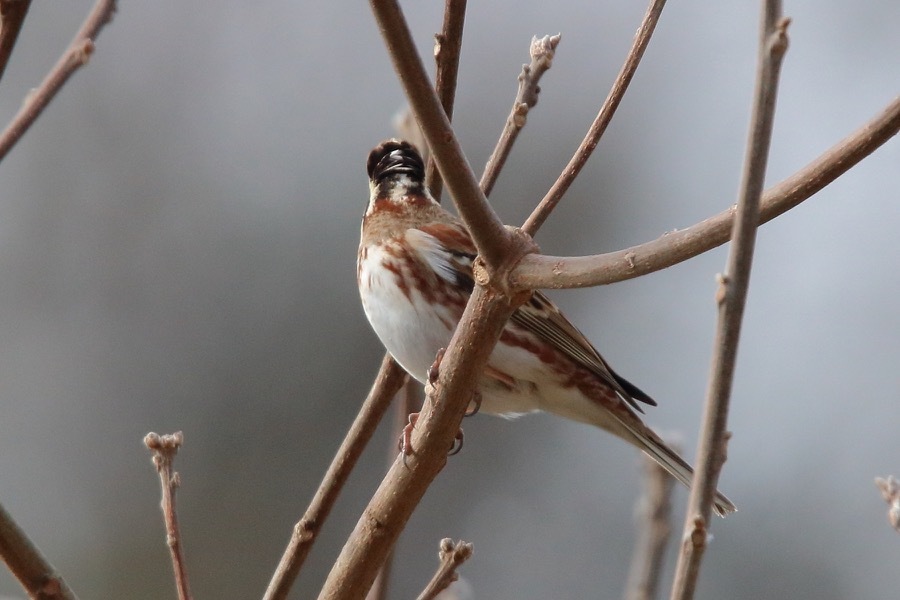 カシラダカのオスとメス 野鳥写真日記 自分用アーカイブズ カシラダカのオスとメス 野鳥写真日記 自分用アーカイブズ