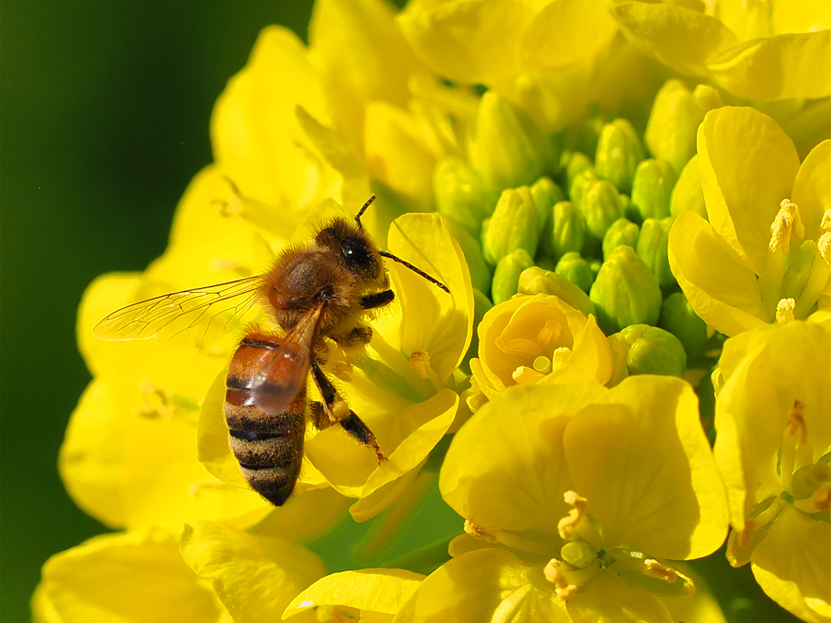 ミツバチと花粉団子 マッシーの四季折々